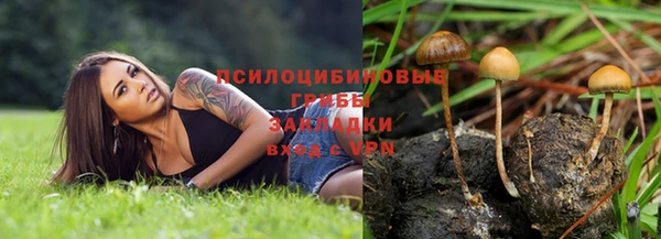 стаф Аркадак